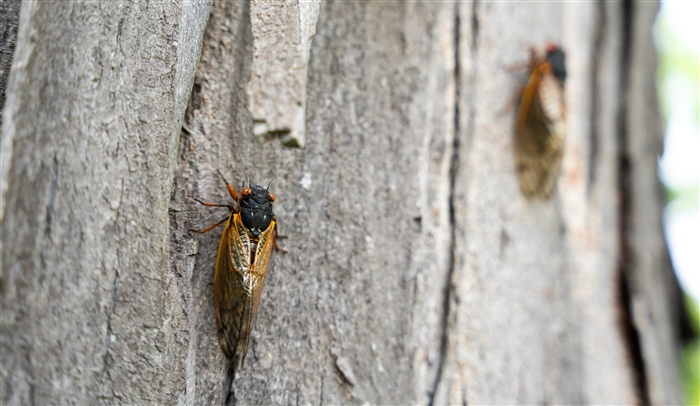 cicadas on campus