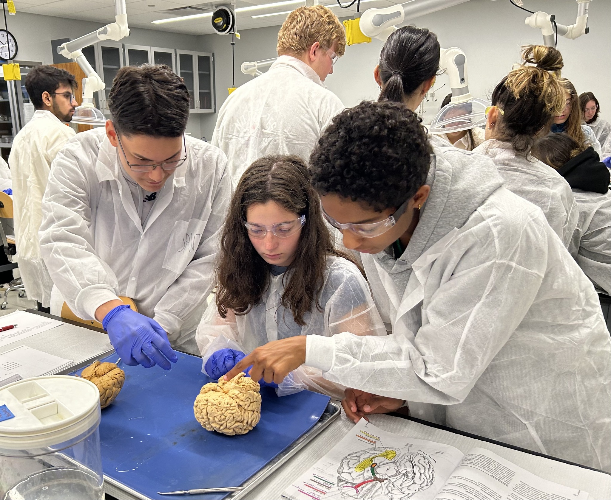 students dissect brains in neuro lab