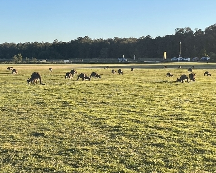 Field of Kangaroos