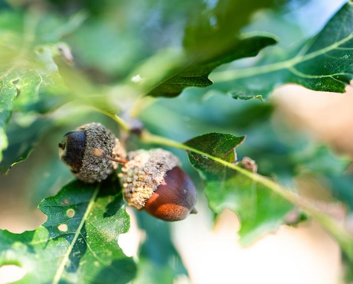 acorns