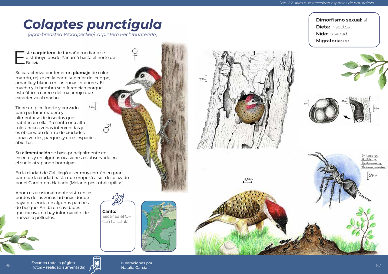 pizano book page with bird illustrations