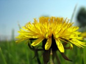 Common Dandelion |  Taraxacum officinale