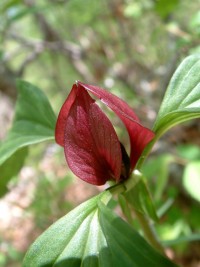 Trillium recurvatum