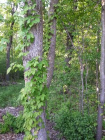 Poison Ivy in its vine state.