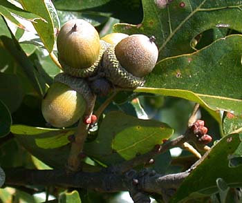 Quercus stellata acorns