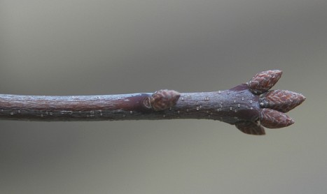 Quercus imbricaria bud