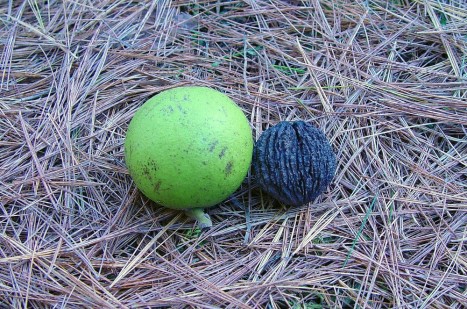 Juglans nigra fruit