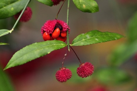 Euonymus americanus fruit