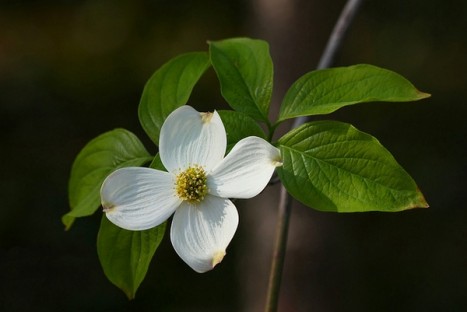 Cornus florida flower