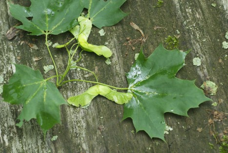 Acer platanoides leaves