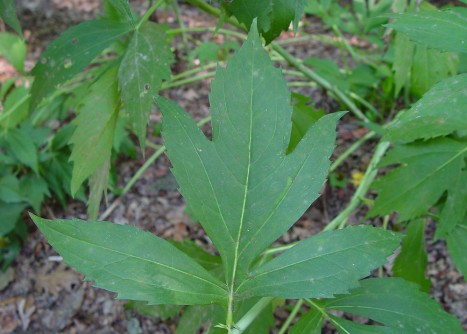 Rudbeckia laciniata ﻿leaf