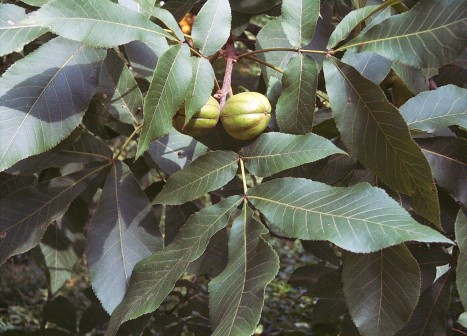 Carya ovata leaves and fruit