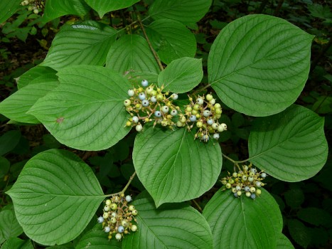 Cornus rugosa berries