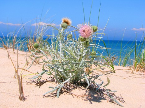 Cirsium pitcheri