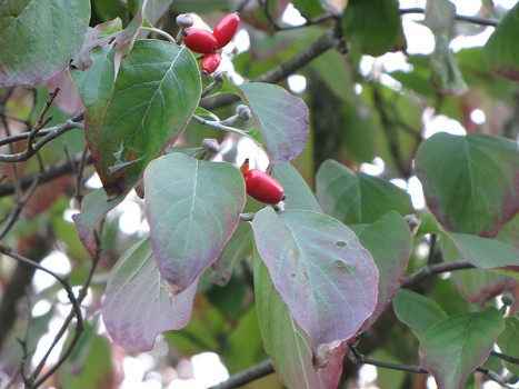 Cornus florida fruit