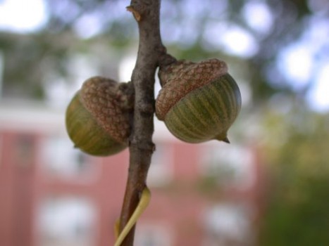 Quercus palustris acorn