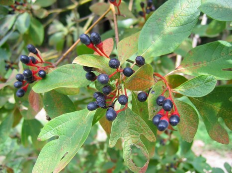 Sassafras albidum fruit