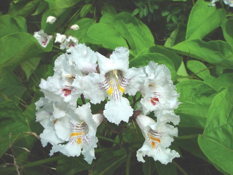 Catalpa speciosa flowers