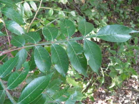 Rhus copallina (Winged Sumac) Anacardiaceae | Lake Forest College