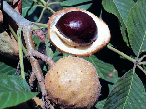 Aesculus glabra fruit