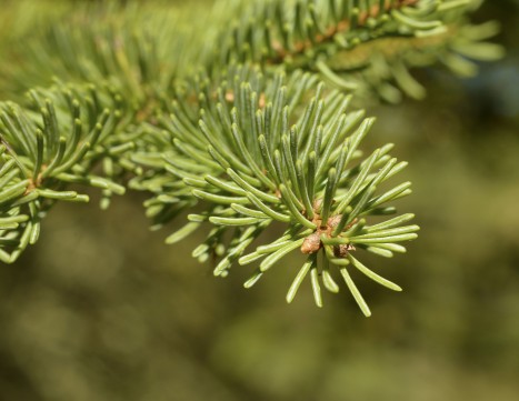 Picea glauca (White Spruce) Pinaceae | Lake Forest College