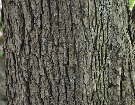 Catalpa speciosa bark