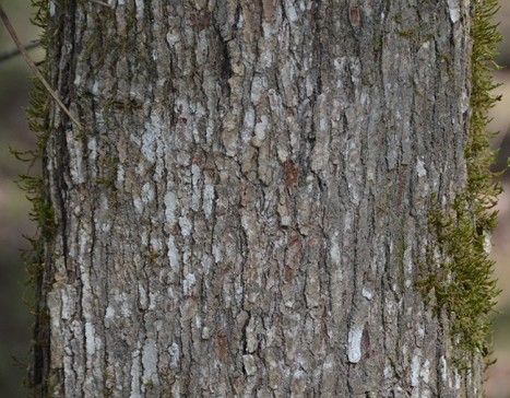 Acer rubrum bark