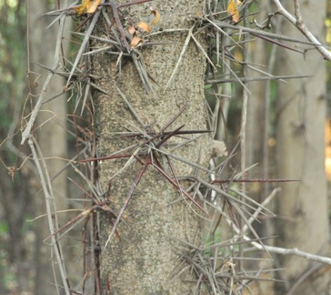 Gleditsia aquatica bark