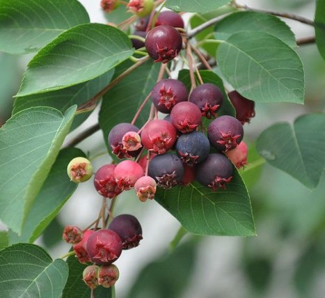 Amelanchier arborea x laevis berries