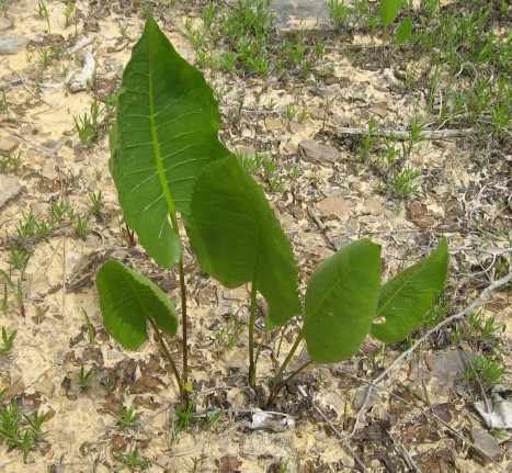 Silphium terebinthinaceum ﻿leaves