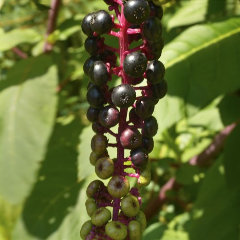 Phytolacca americana fruit