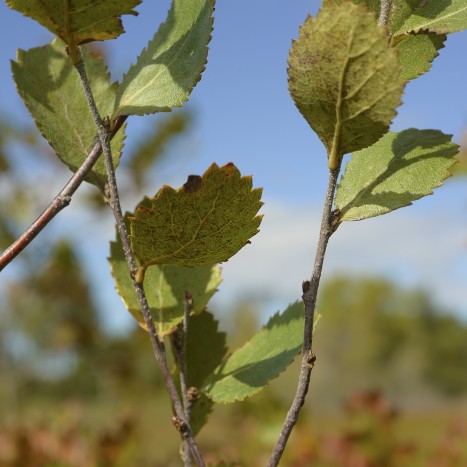 Betula pumila leaves