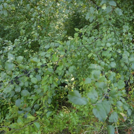 Rhamnus cathartica