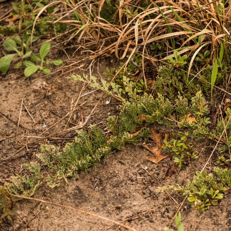 Juniperus horizontalis