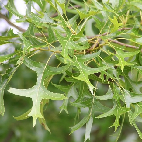 Quercus palustris leaves