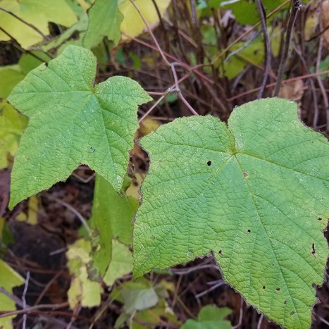 Rubus odoratus leaves