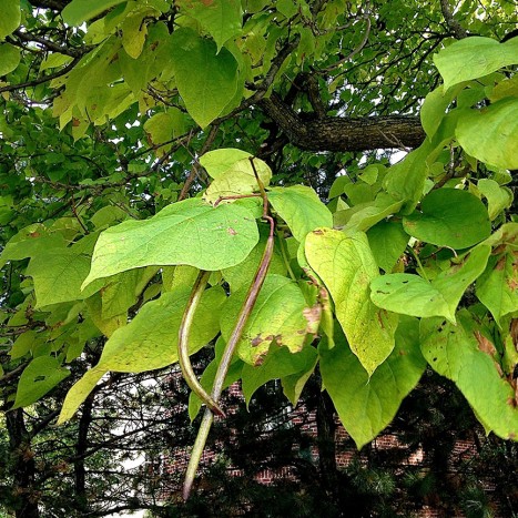 Catalpa speciosa leaves and fruit