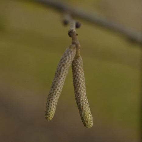 Corylus cornuta catkins