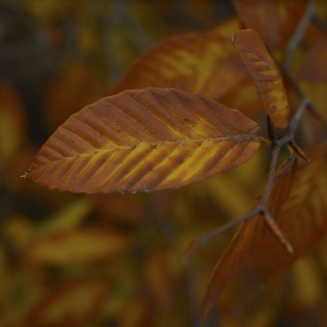 Fagus grandifolia leaf