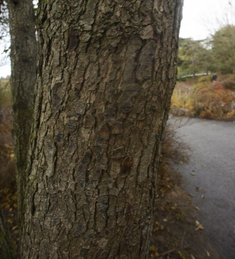 Alnus glutinosa bark