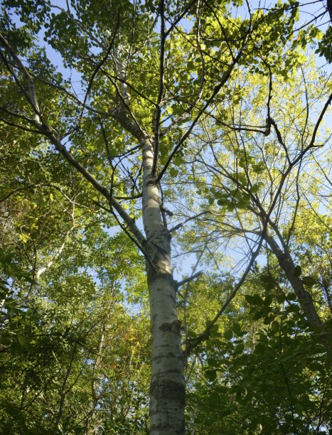 Populus tremuloides