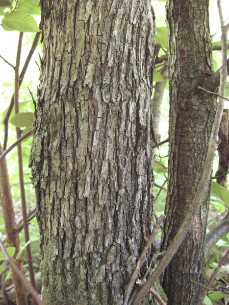 Ostrya virginiana bark