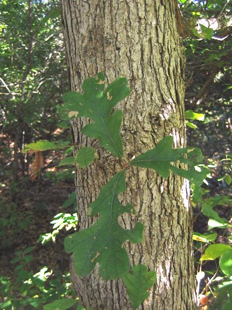 Quercus stellata bark