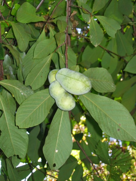 Asimina triloba fruit