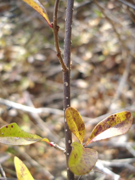 Ligustrum vulgare new growth