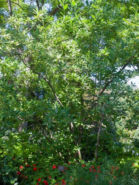 Magnolia virginiana