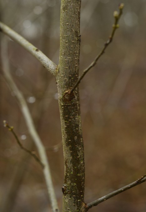 lindera benzoin bark