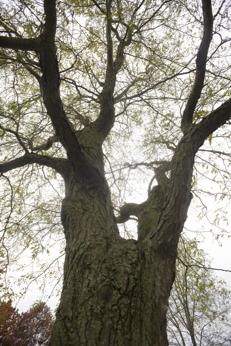 Gleditsia triacanthos