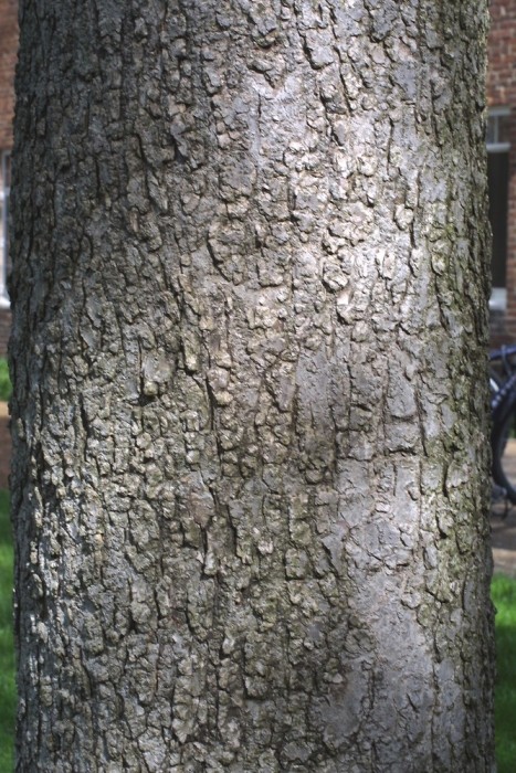 Aesculus glabra bark