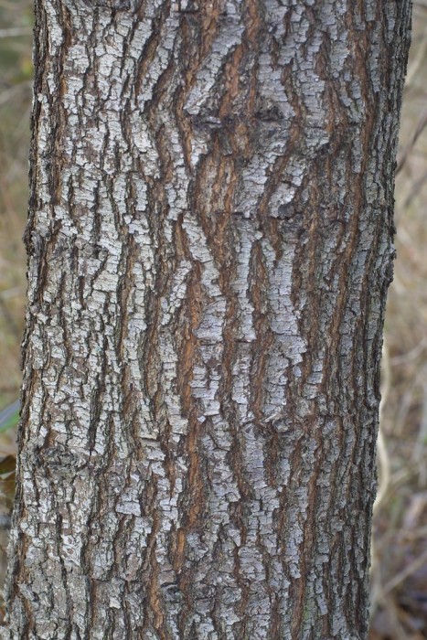 Pyrus calleryana bark